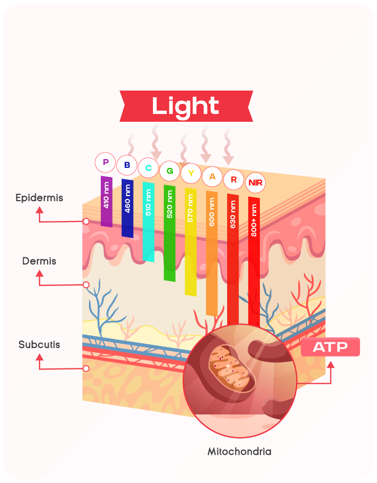 light skin penetration diagram